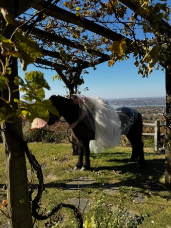 Lambs Hill Veils Equestrian Veil Waltz Length #2 thumbnail