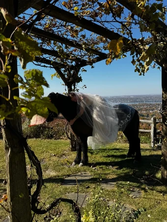 Charlotte Guernsey Original Equestrian #4 thumbnail